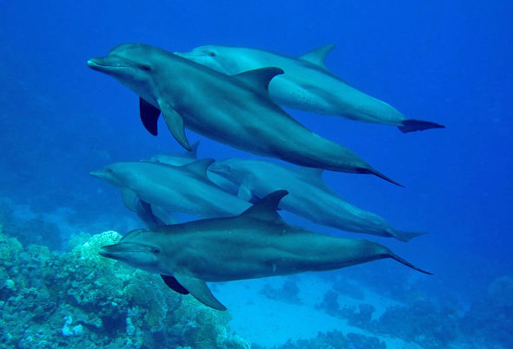 Coraya Divers Naga Bay