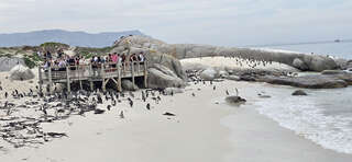 Kapstadt Tour - Boulders Beach