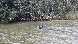 St. Lucia - Bootstour zu den Hippos